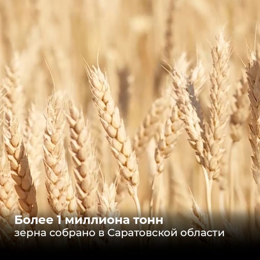 Первый миллион тонн зерна собрали в Саратовской области