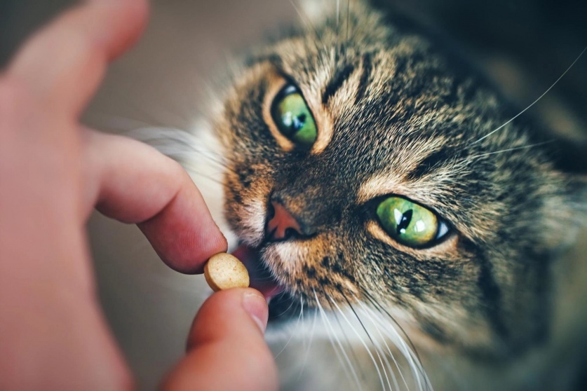 Как быстро и просто дать кошке таблетку?
