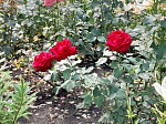Клумбы - рукотворные чудеса, которые  радуют своими красками и ароматами