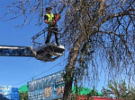 В городе идет опиловка сухих и аварийных деревьев