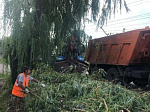 В городе идет опиловка сухих и аварийных деревьев