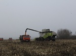 На полях района продолжается уборка кукурузы