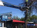 В городе идет опиловка сухих и аварийных деревьев
