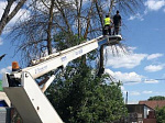 В городе идет опиловка сухих и аварийных деревьев
